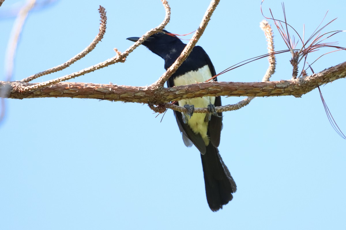 Philippine Magpie-Robin - ML620696434