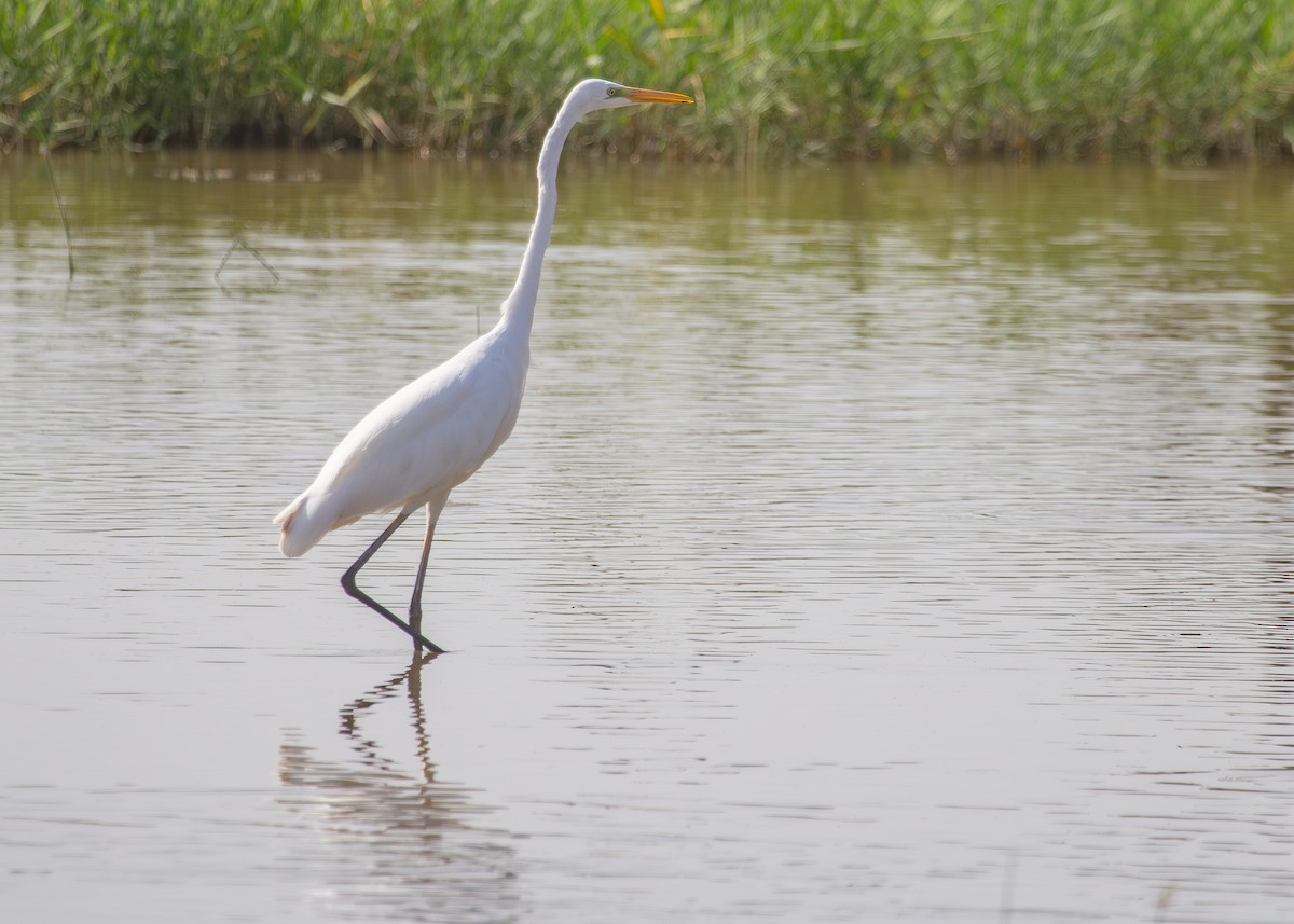 Great Egret (alba) - Nathaniel Dargue