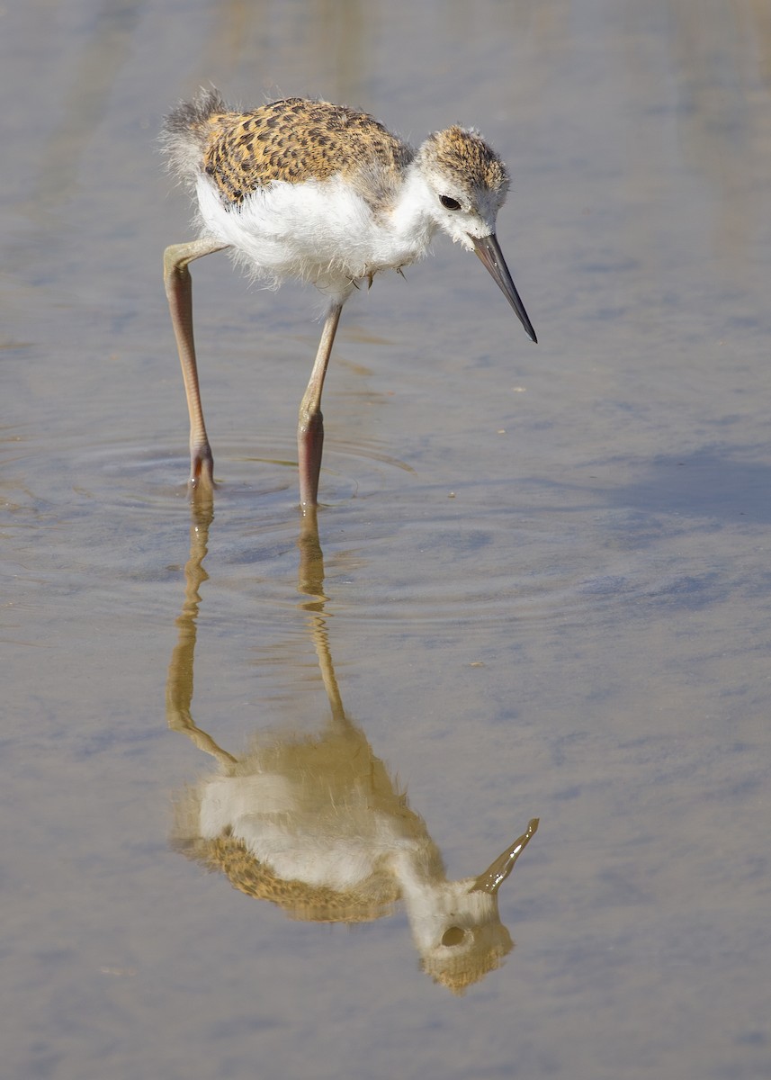 Black-winged Stilt - ML620696436