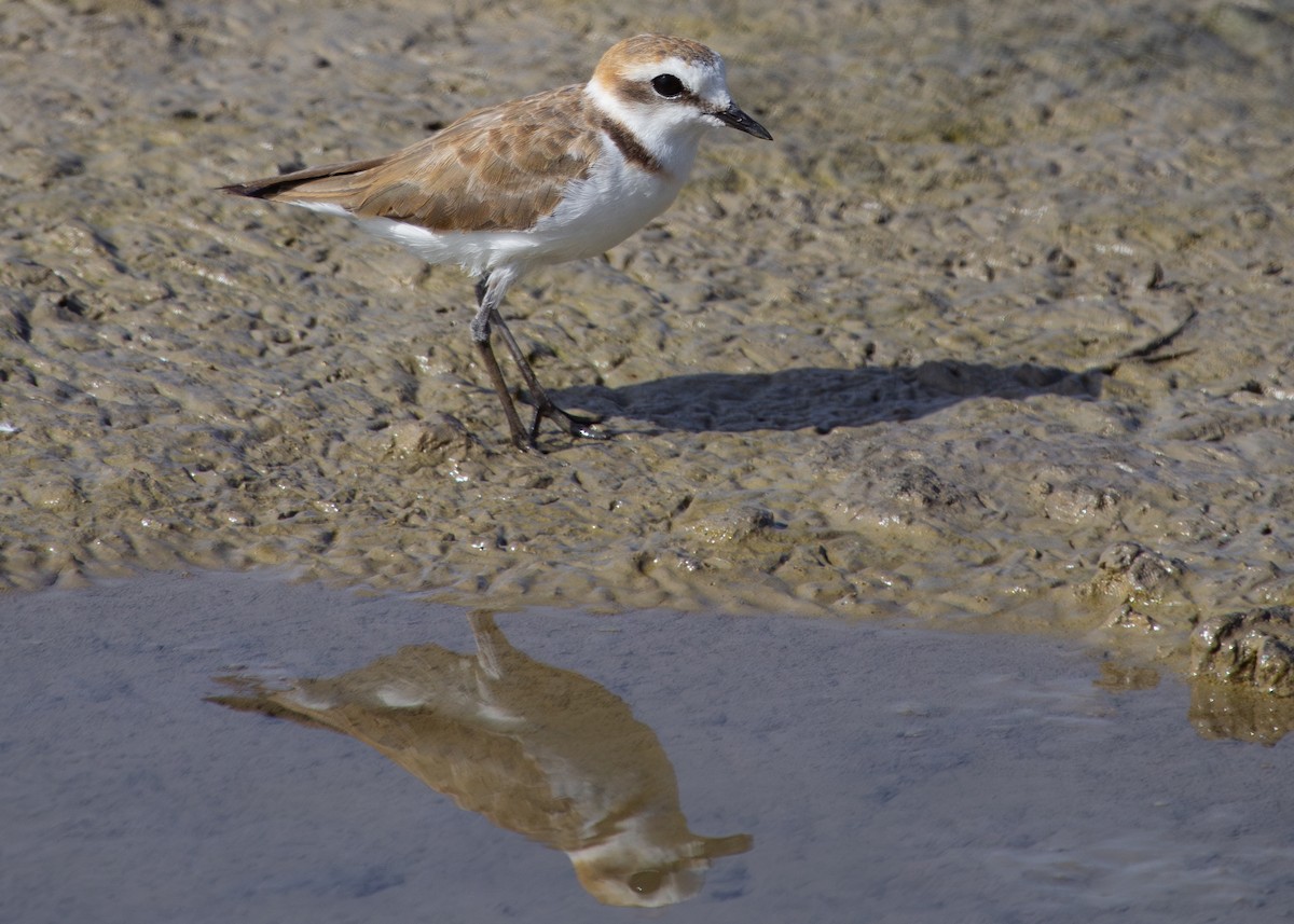 Kentish Plover - Nathaniel Dargue