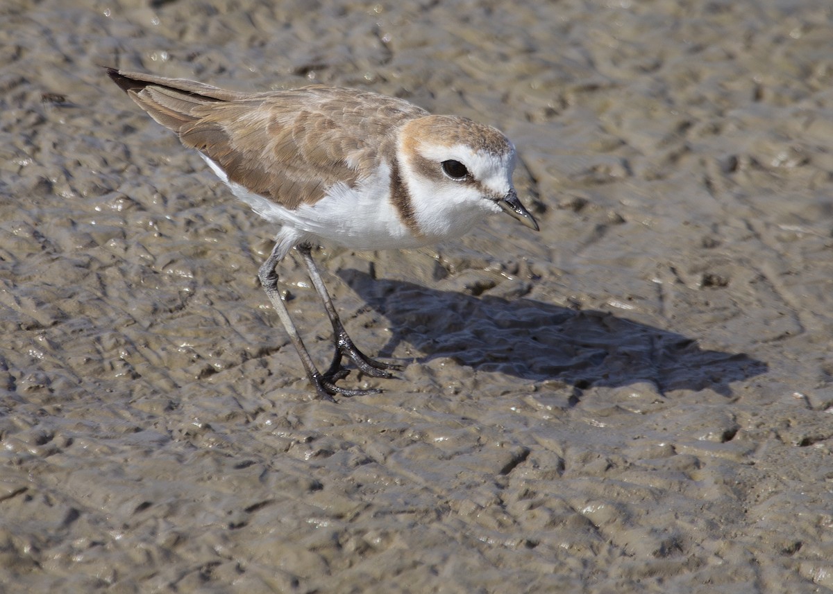 Kentish Plover - ML620696438