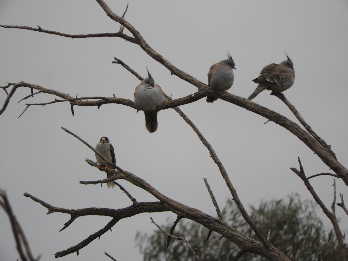 Crested Pigeon - ML620696439