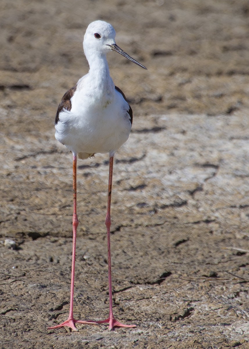 Black-winged Stilt - ML620696440