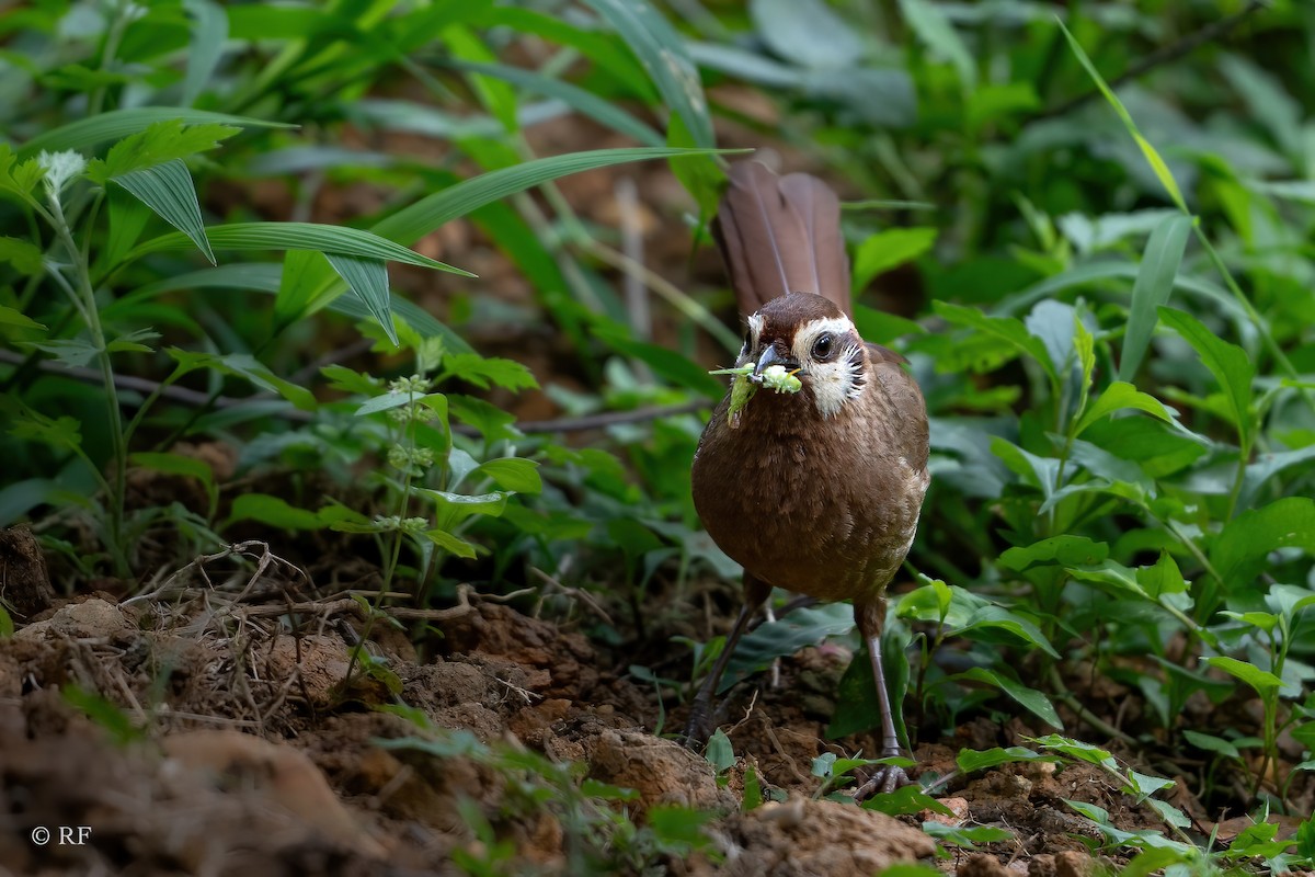 White-browed Laughingthrush - ML620696443