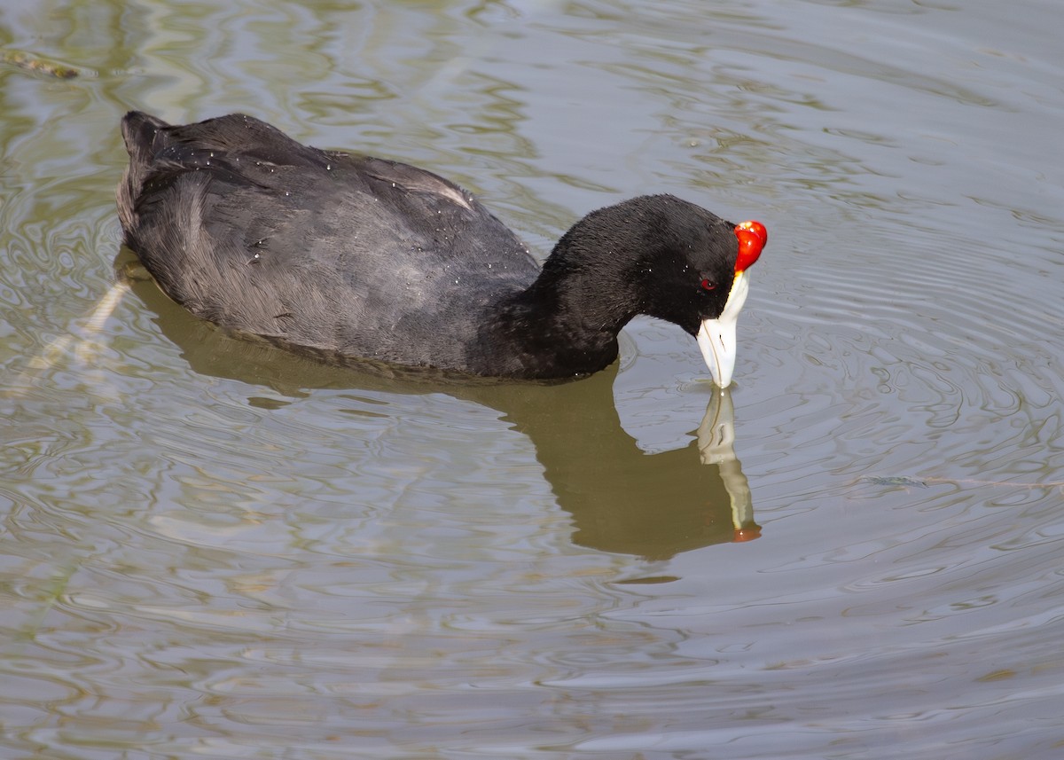 Red-knobbed Coot - ML620696450