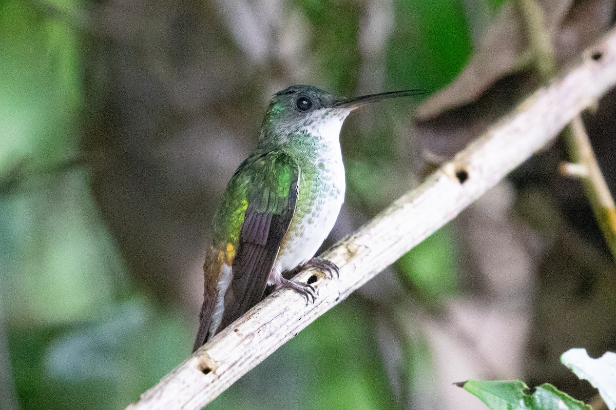 Golden-tailed Sapphire - ML620696459