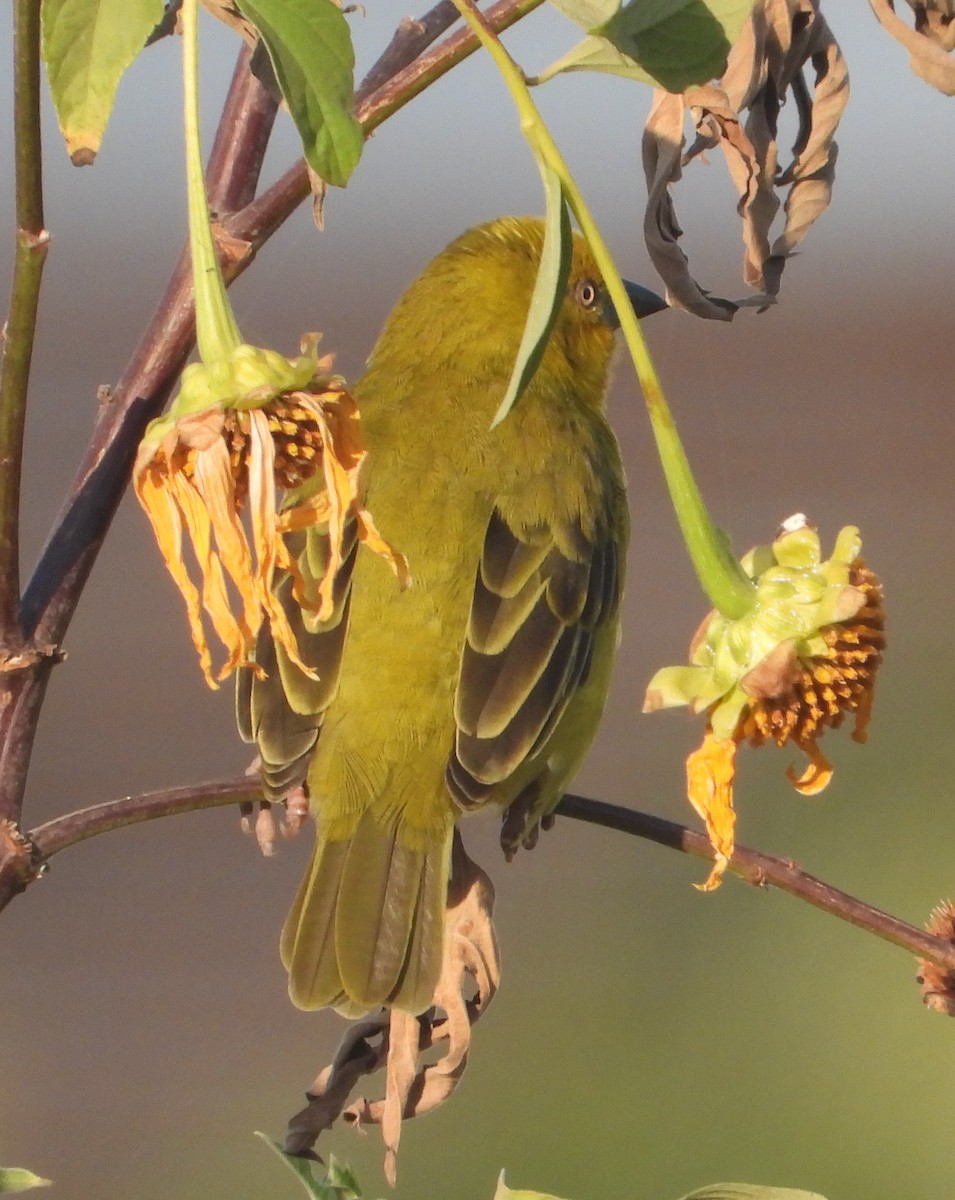 Holub's Golden-Weaver - ML620696461