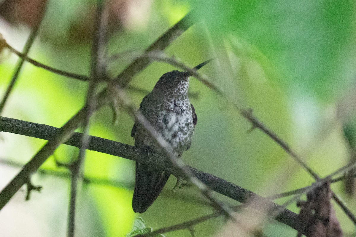 Many-spotted Hummingbird - ML620696463