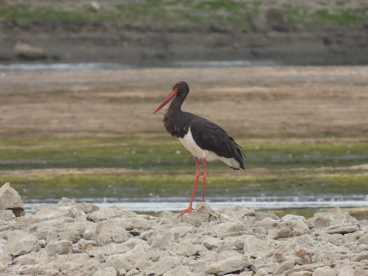 Black Stork - Wolfgang Henkes