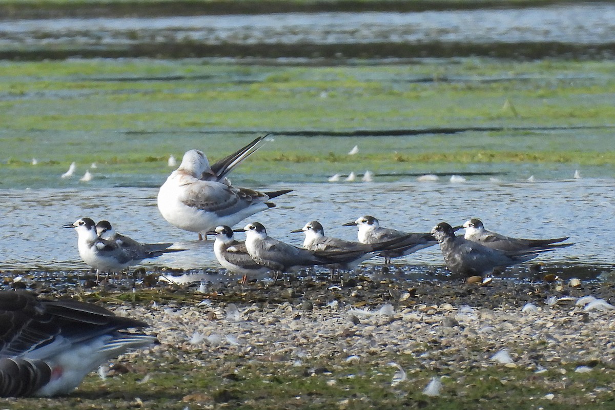 Black Tern - ML620696469