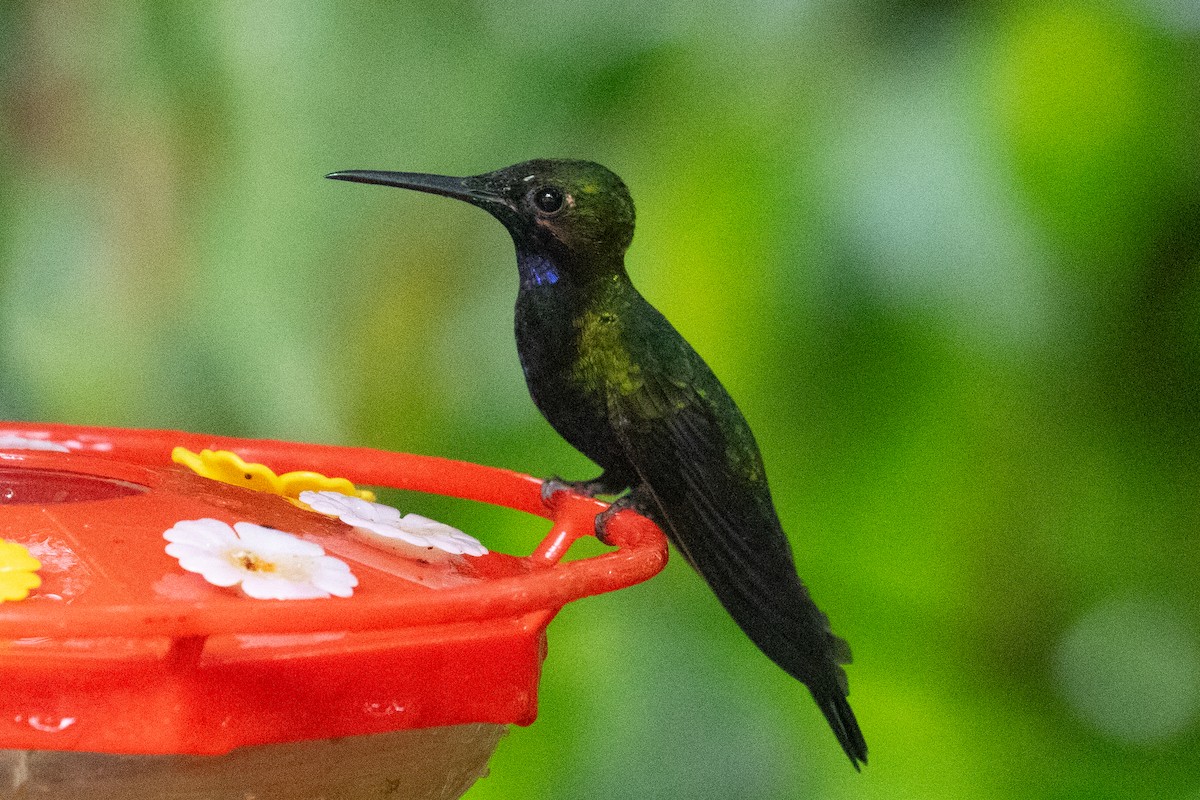 kolibřík zelenoprsý - ML620696474