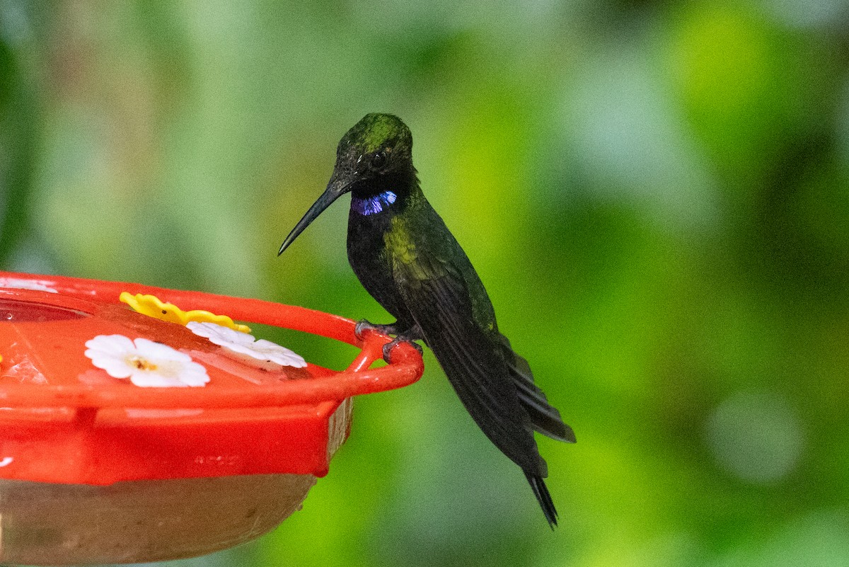 Black-throated Brilliant - ML620696475