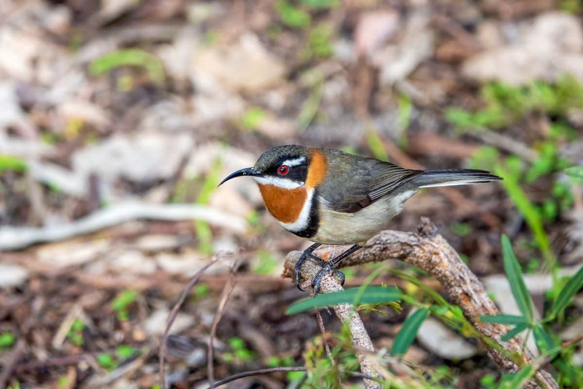 Western Spinebill - ML620696482