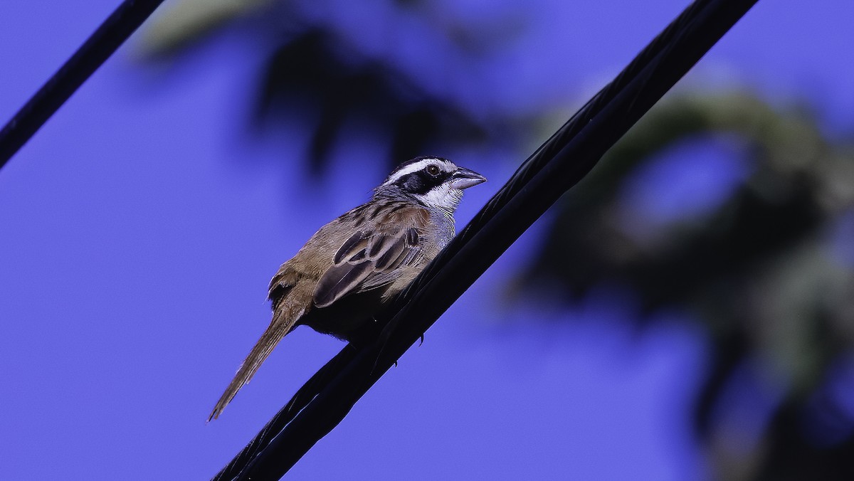 Stripe-headed Sparrow - ML620696483