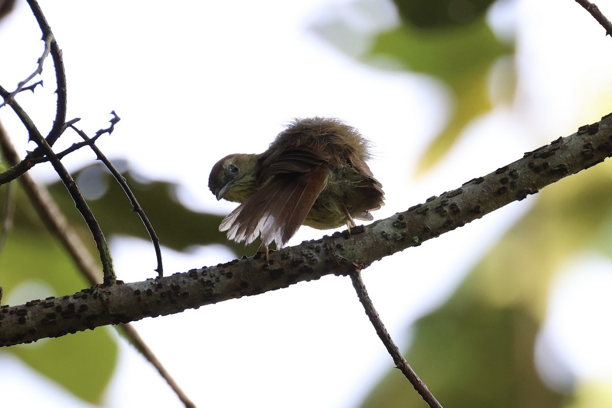 Pin-striped Tit-Babbler - ML620696485