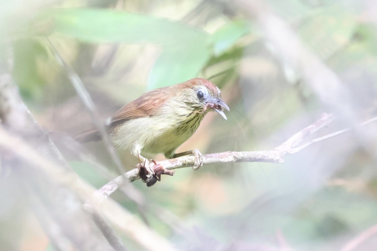 Pin-striped Tit-Babbler - ML620696486