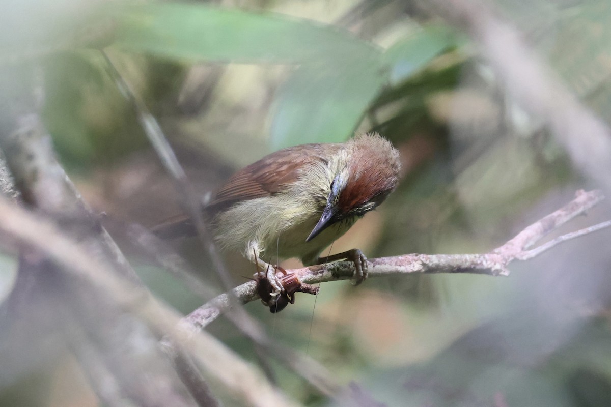 Pin-striped Tit-Babbler - ML620696487