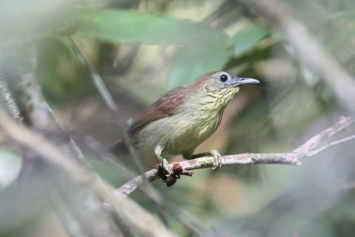 Pin-striped Tit-Babbler - ML620696488