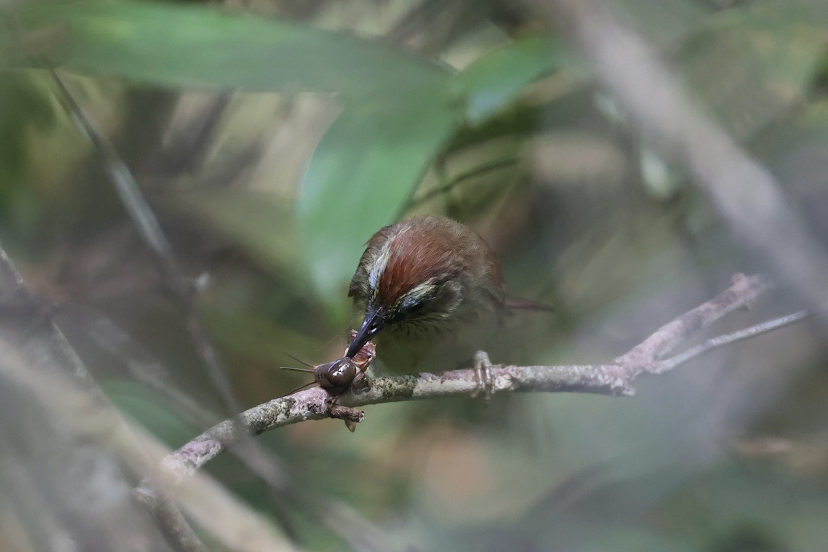 Pin-striped Tit-Babbler - ML620696489