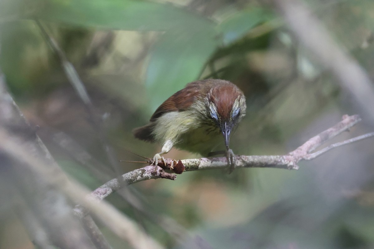 Pin-striped Tit-Babbler - ML620696490