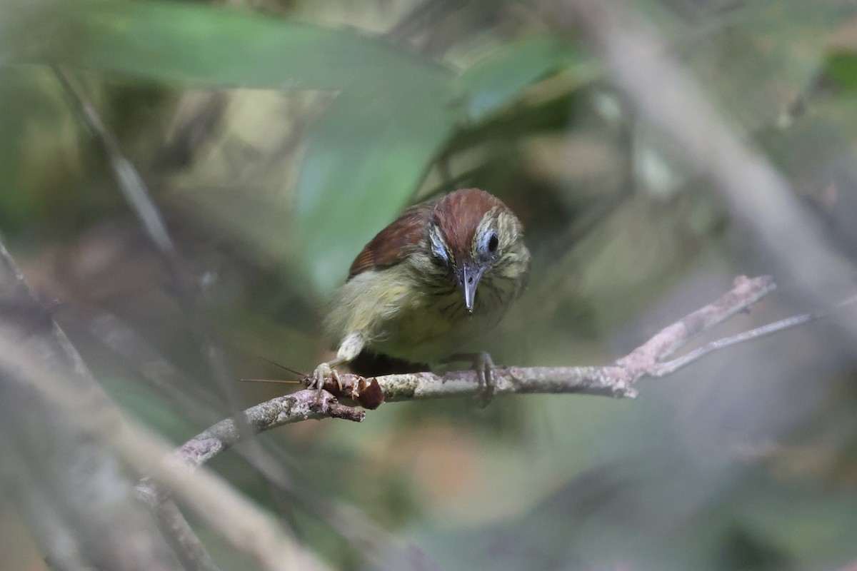 Pin-striped Tit-Babbler - ML620696491