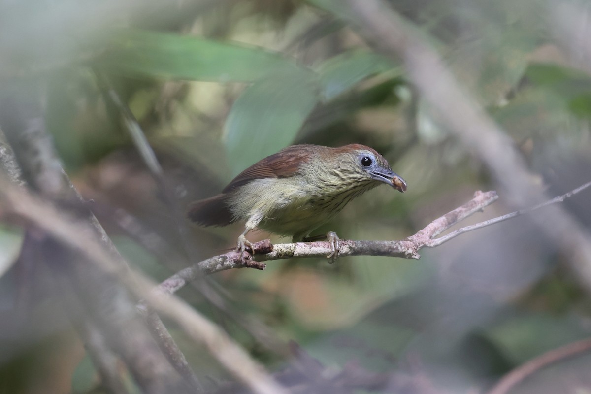 Pin-striped Tit-Babbler - ML620696492