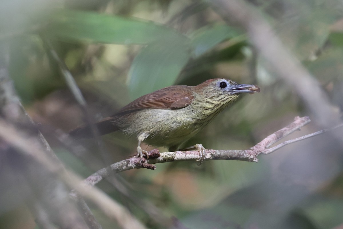 Pin-striped Tit-Babbler - ML620696493