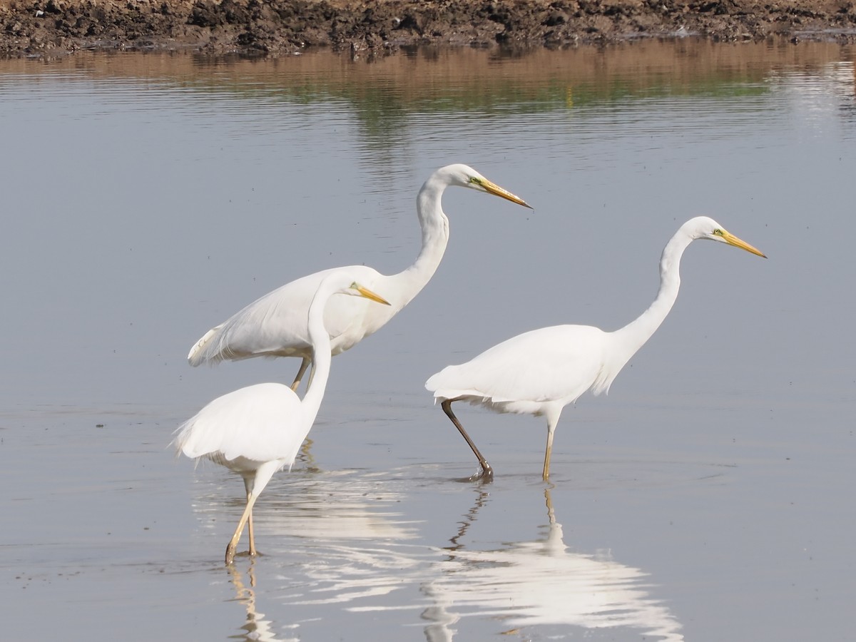 Great Egret - ML620696494