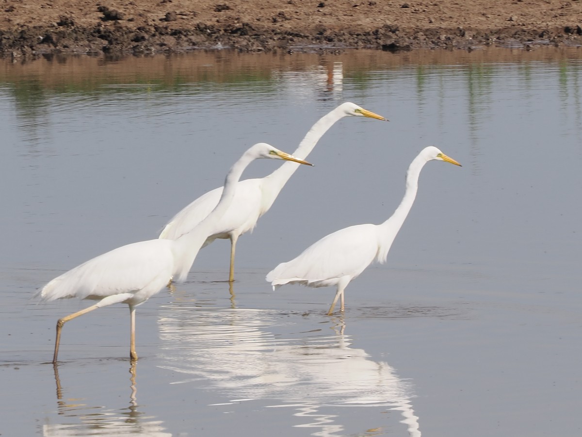 Great Egret - ML620696496