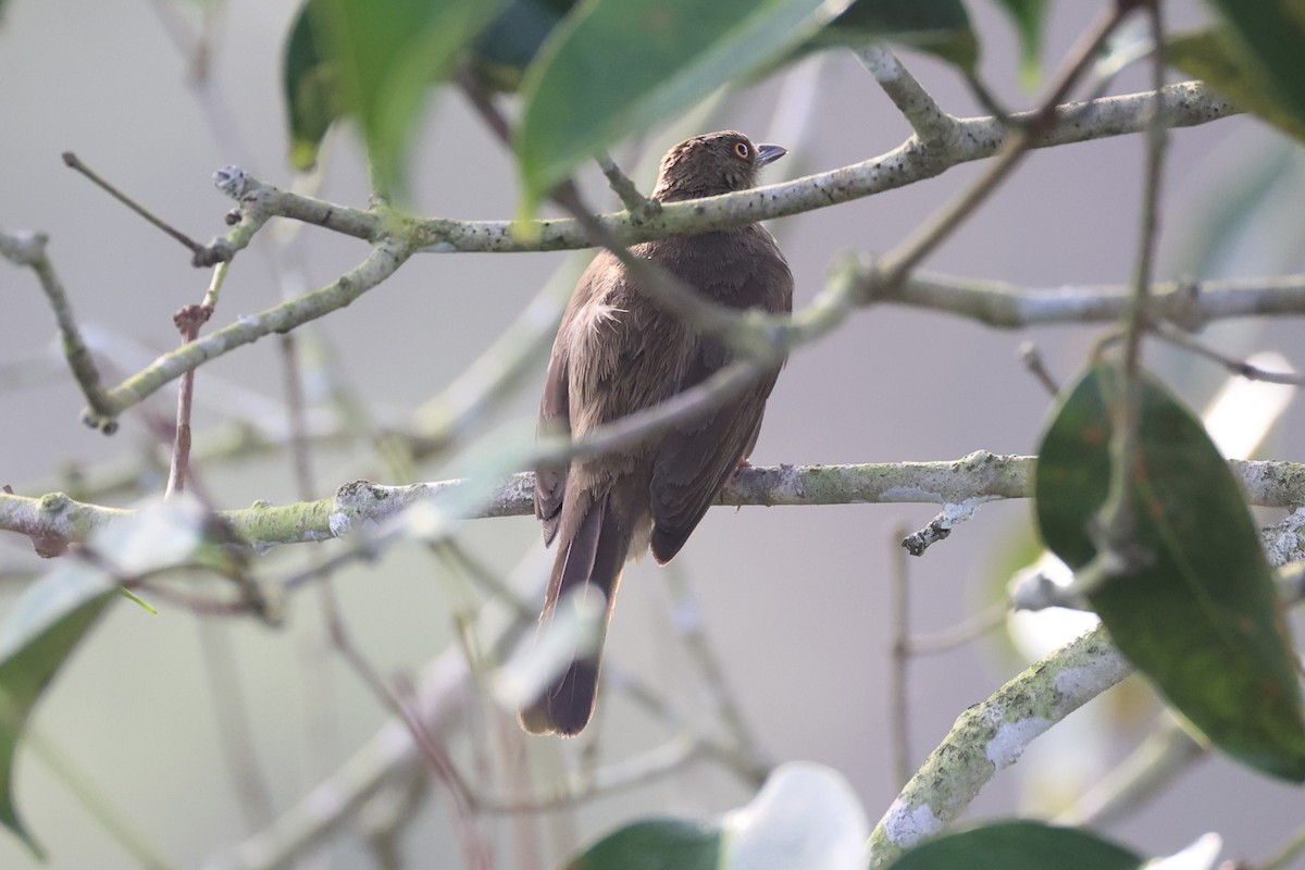 Red-eyed Bulbul - ML620696497