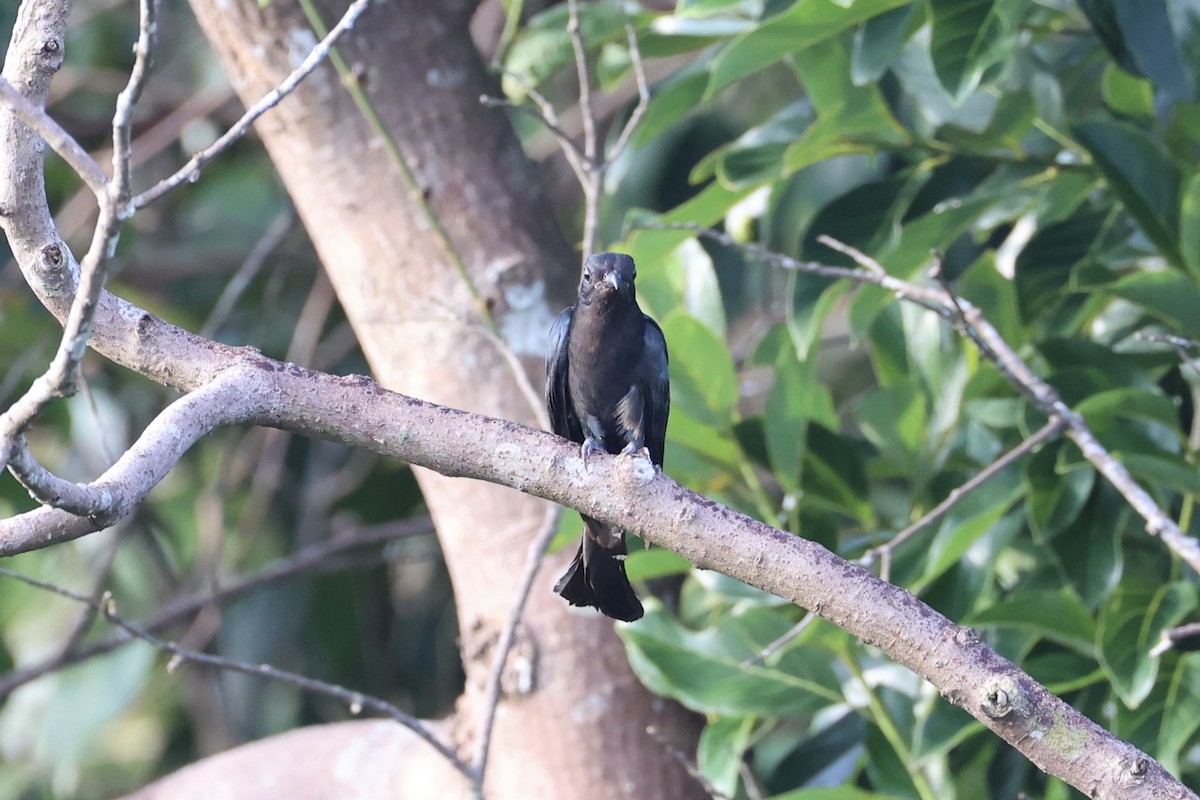 Cuclillo Drongo Colitruncado - ML620696498