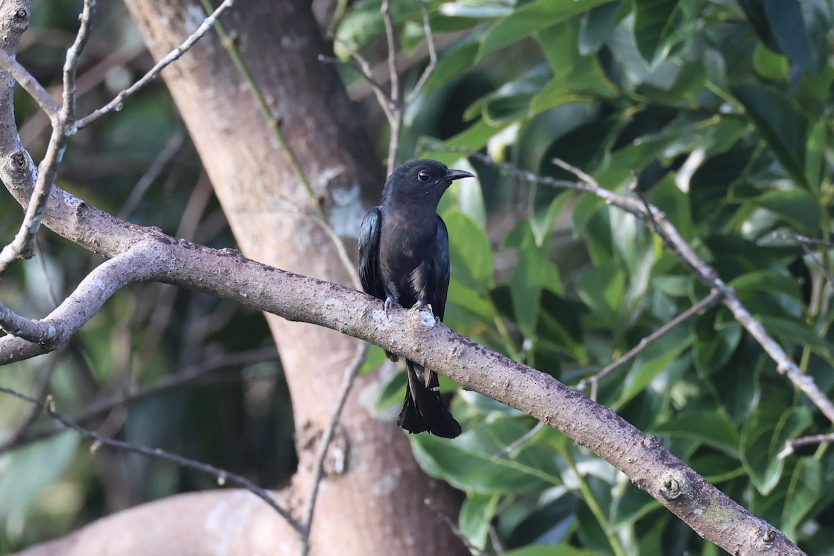 Cuclillo Drongo Colitruncado - ML620696499