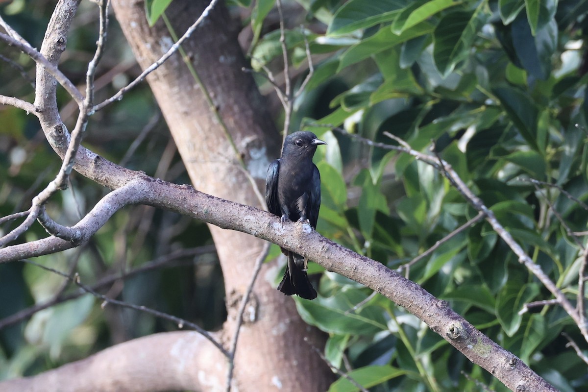 Square-tailed Drongo-Cuckoo - ML620696500