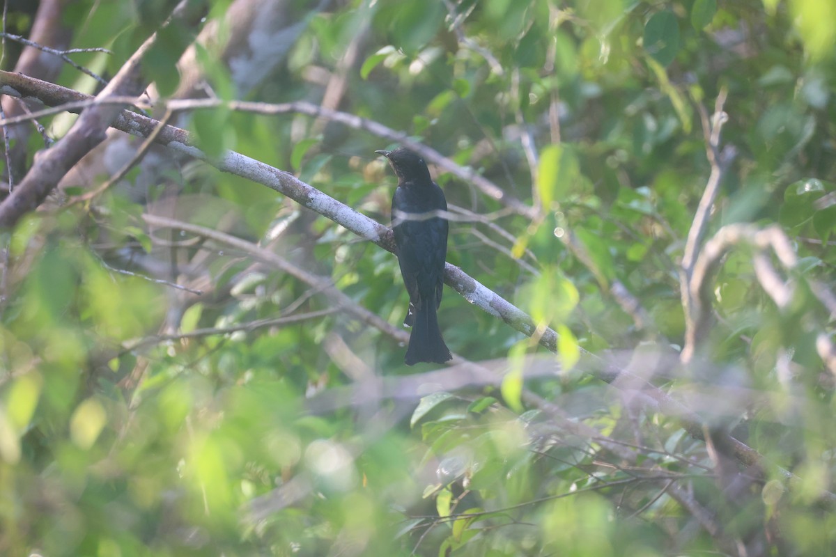 Cuclillo Drongo Colitruncado - ML620696501