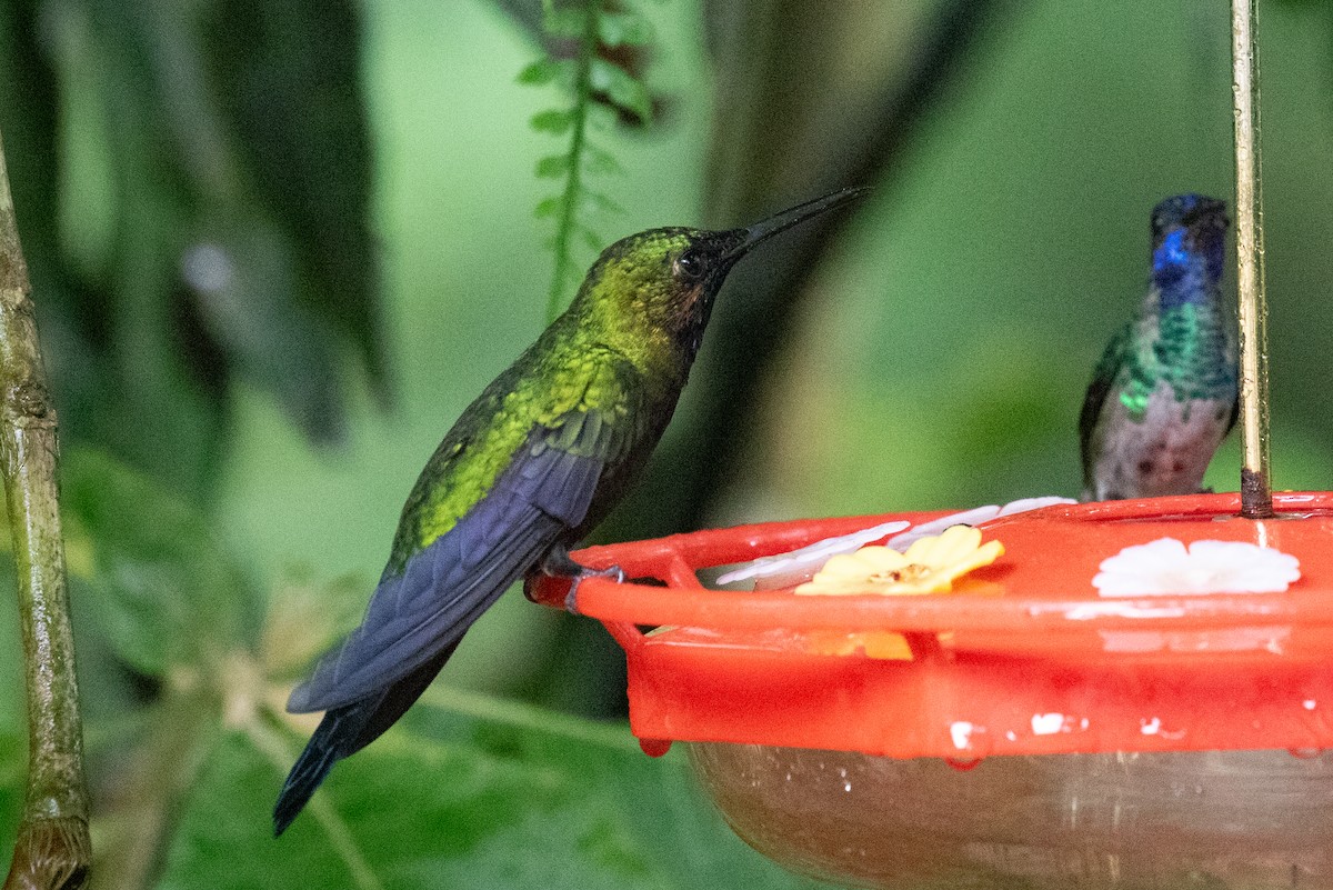 Black-throated Brilliant - ML620696502