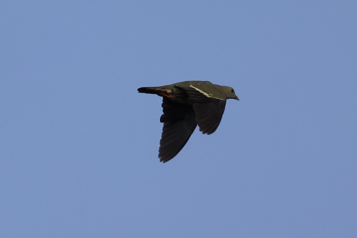 Pink-necked Green-Pigeon - ML620696503