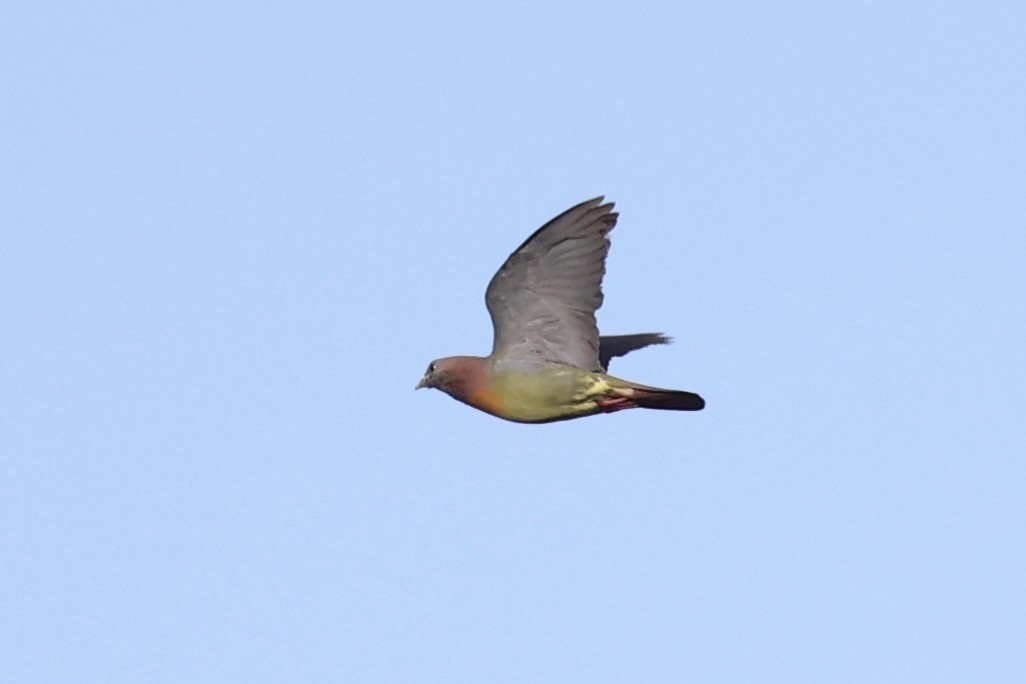 Pink-necked Green-Pigeon - ML620696504