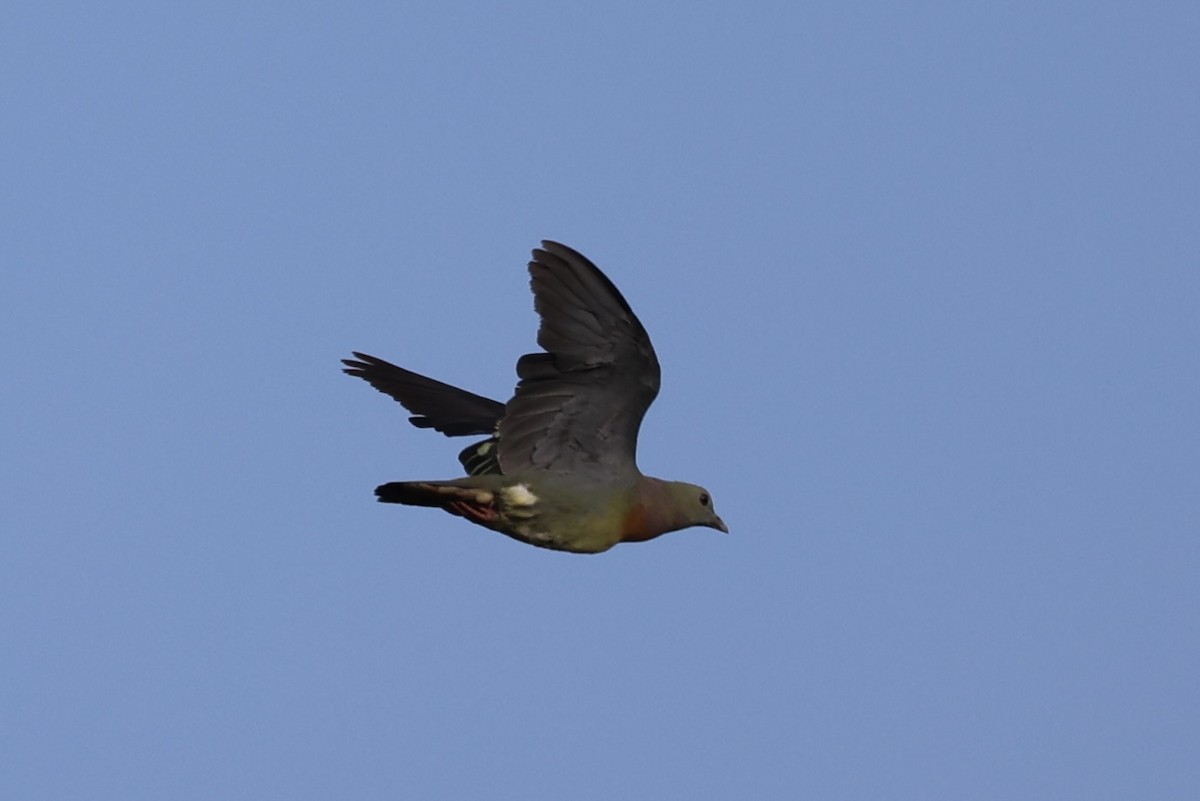 Pink-necked Green-Pigeon - ML620696505