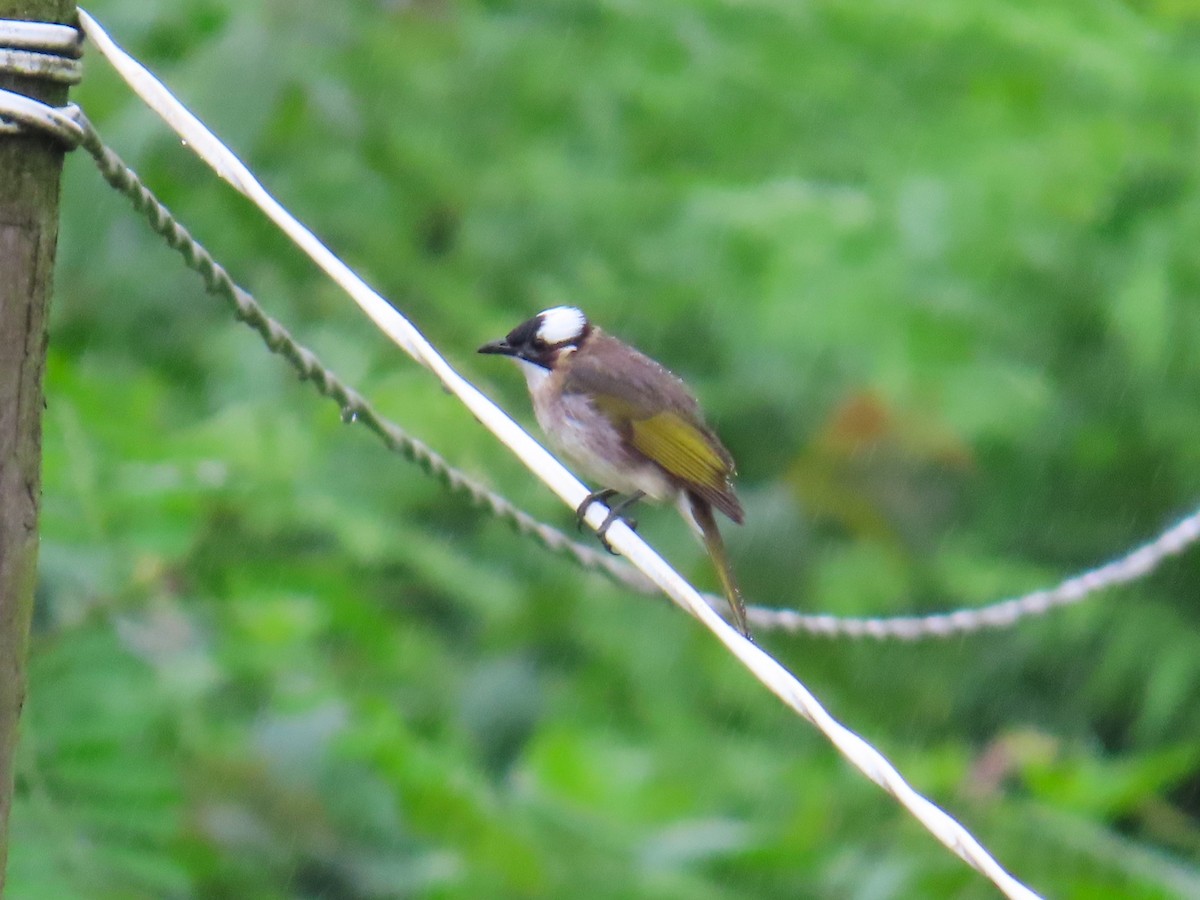 Light-vented Bulbul - ML620696506