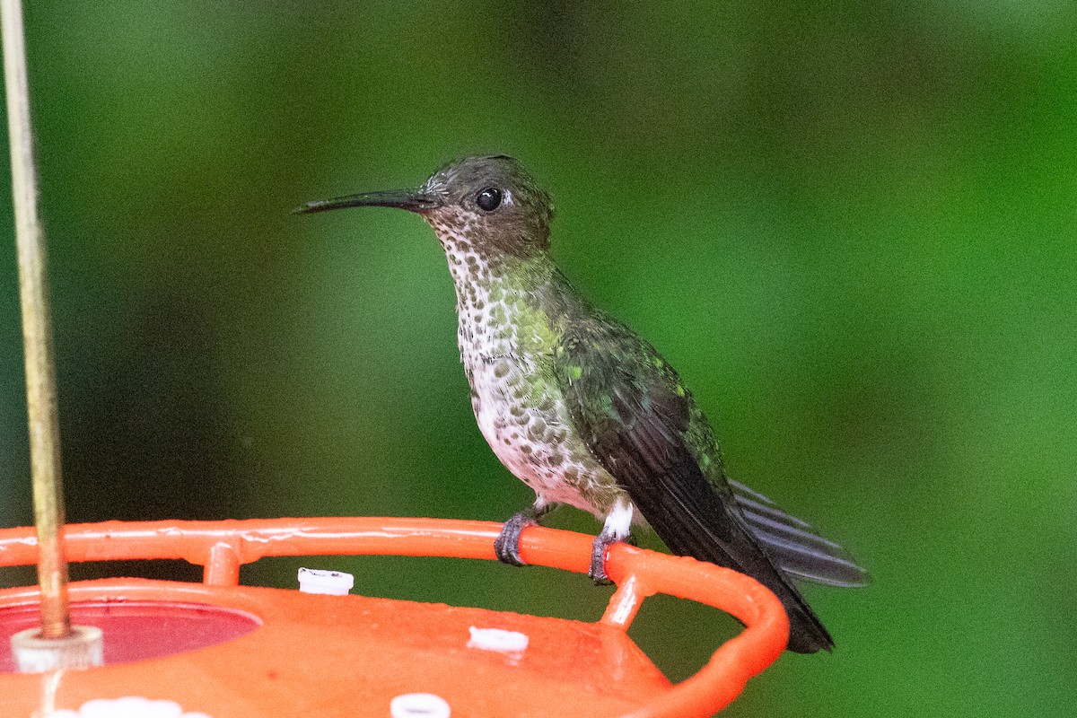 Many-spotted Hummingbird - ML620696509