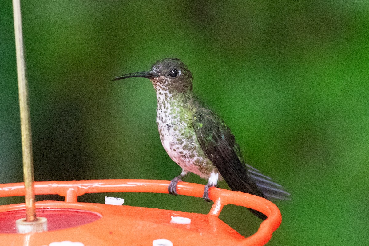 Many-spotted Hummingbird - ML620696510