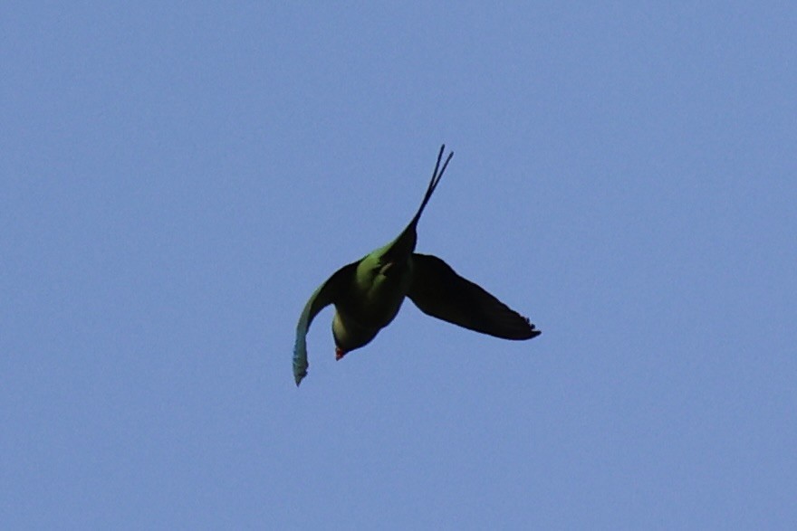Long-tailed Parakeet - ML620696515
