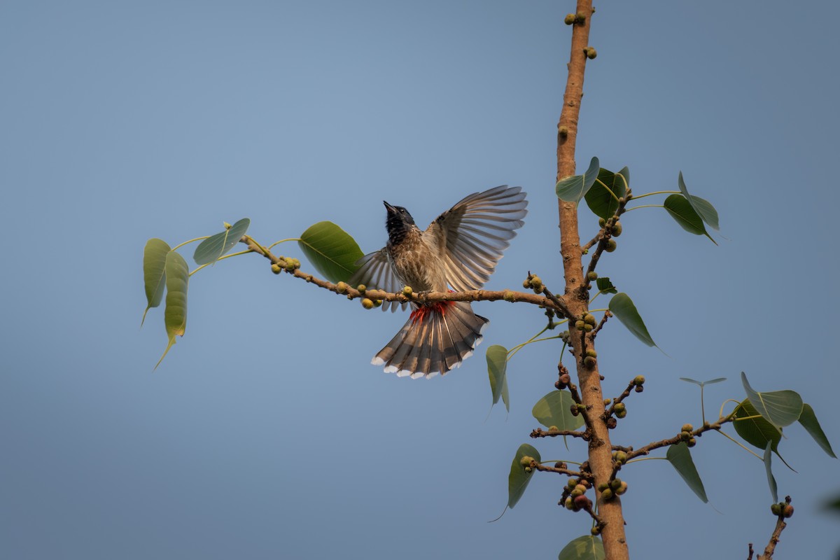 Bulbul à ventre rouge - ML620696523