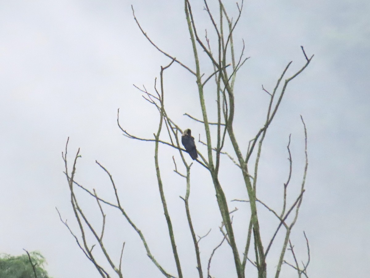 Collared Crow - ML620696537