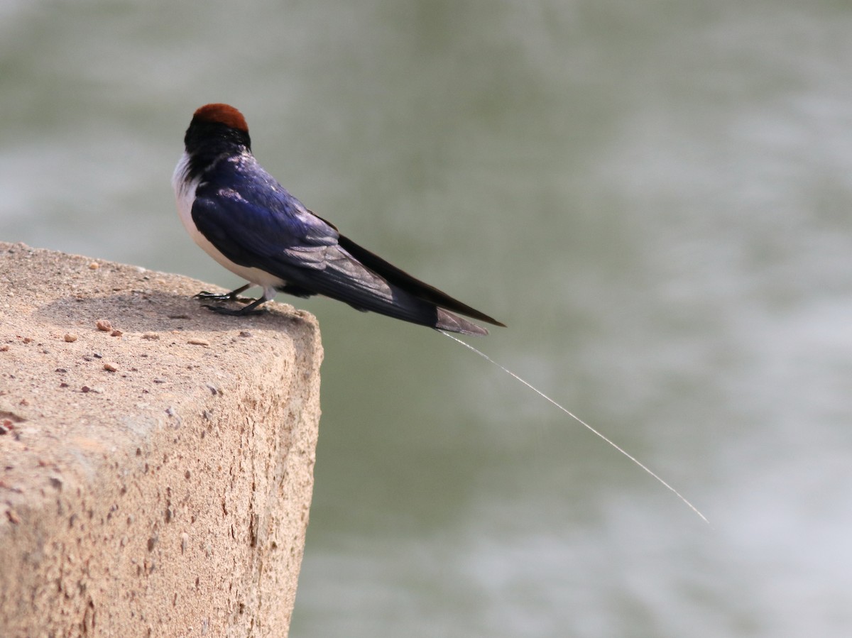 Wire-tailed Swallow - ML620696539