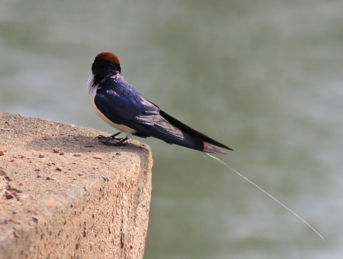 Wire-tailed Swallow - ML620696540