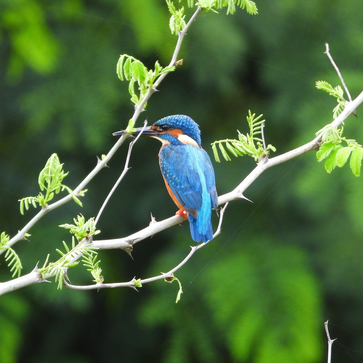 Common Kingfisher - ML620696549