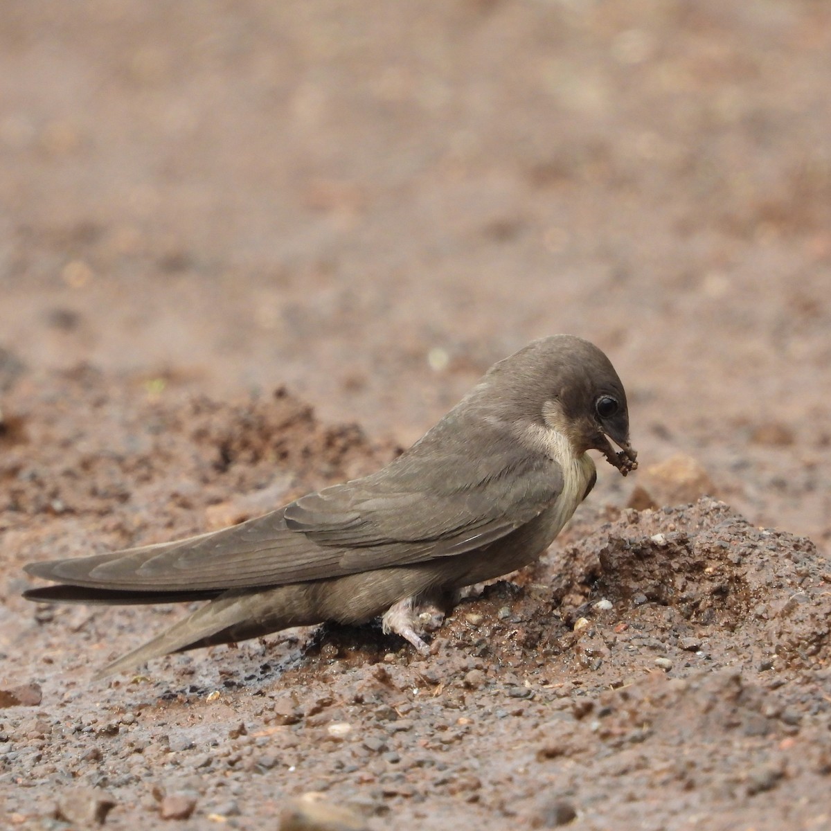 Dusky Crag-Martin - ML620696551