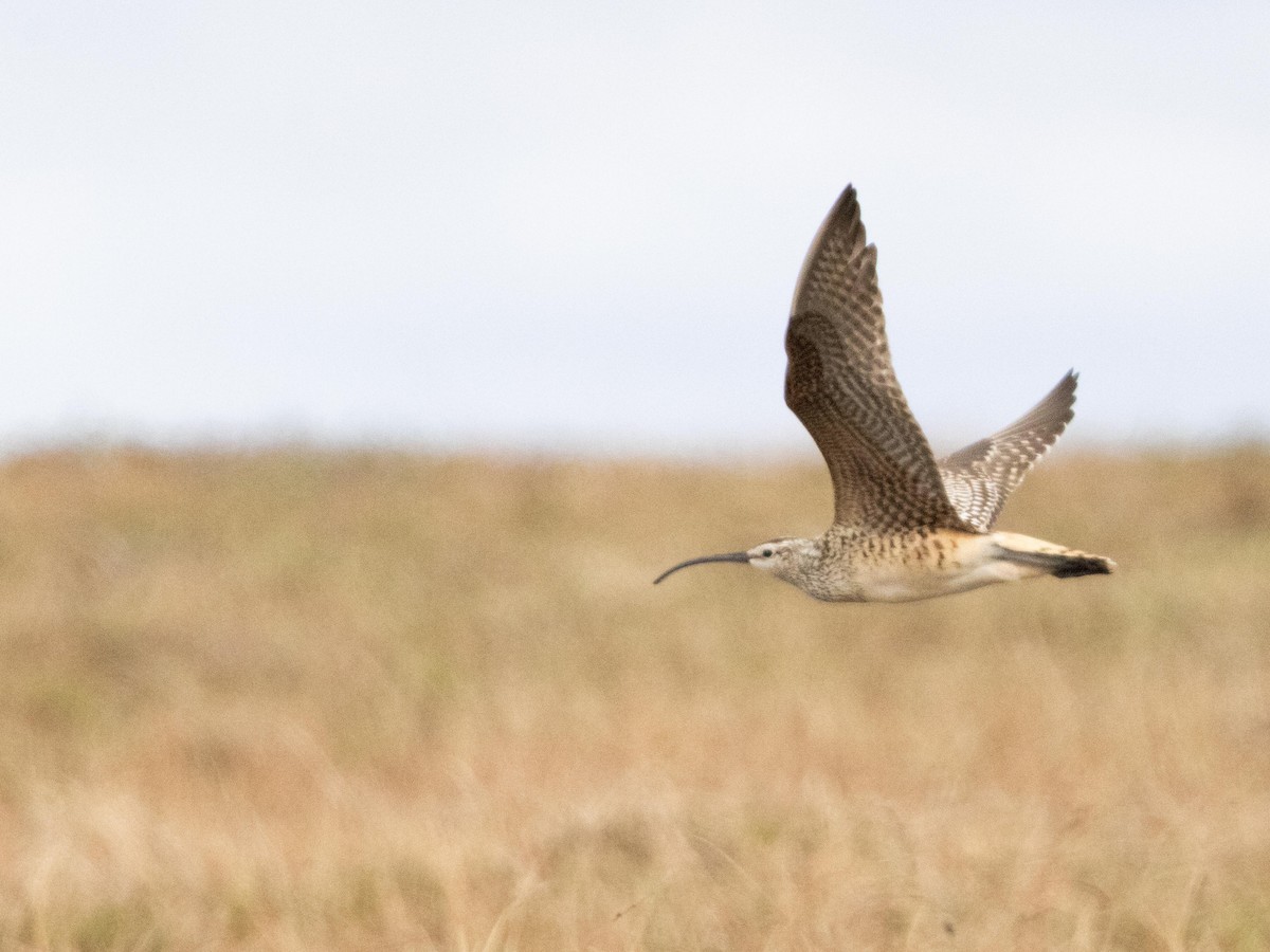 Bristle-thighed Curlew - ML620696553