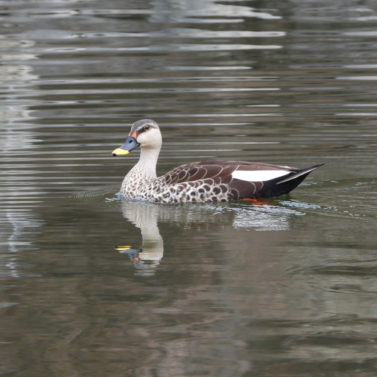 Indian Spot-billed Duck - ML620696555